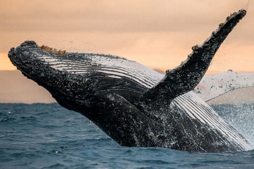 Day 6: Cabo San Lucas Humpback & Grey Whales